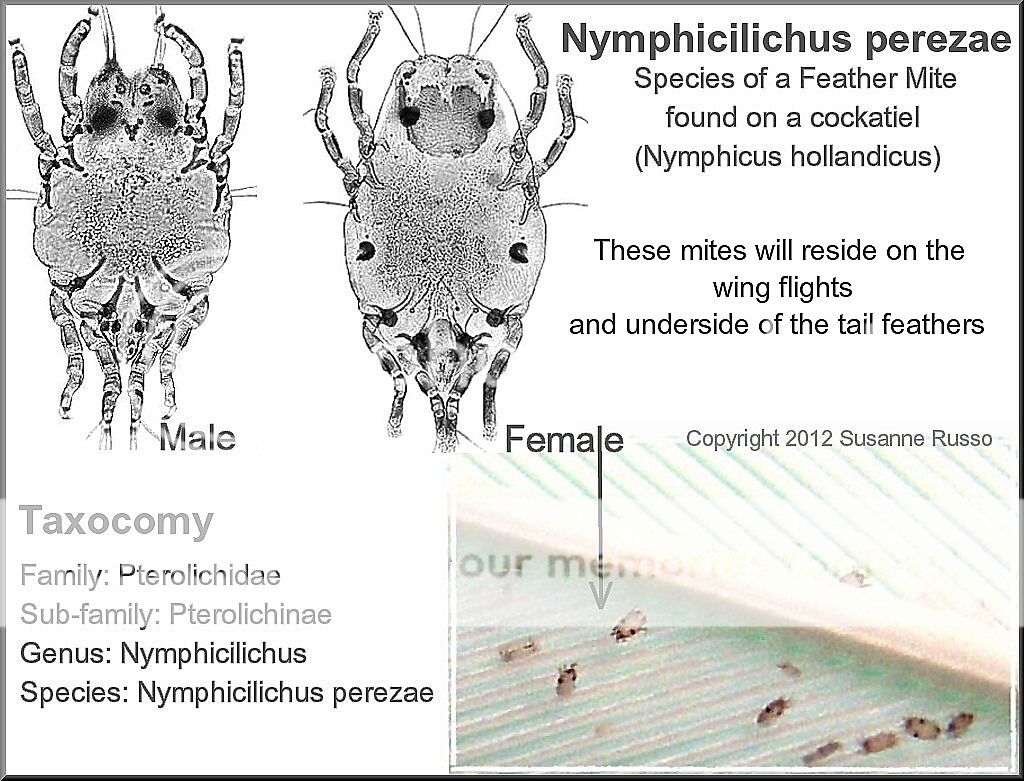 One Species Of Feather Mite That Can Be Found On A Cockatiel Photo by